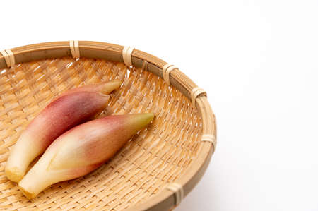 Zingiber miogaの写真素材