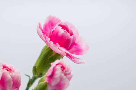 Carnationの写真素材