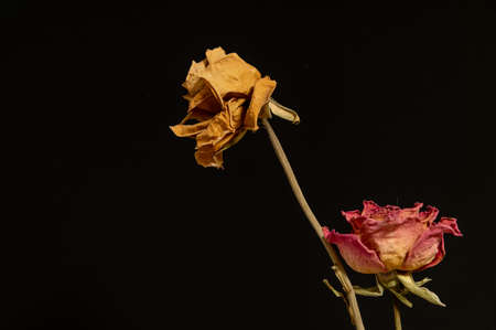 Dry roses on dark  background