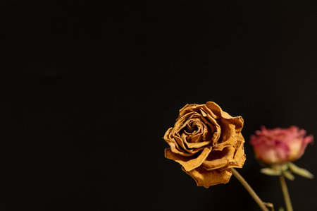 Dry roses on dark  background