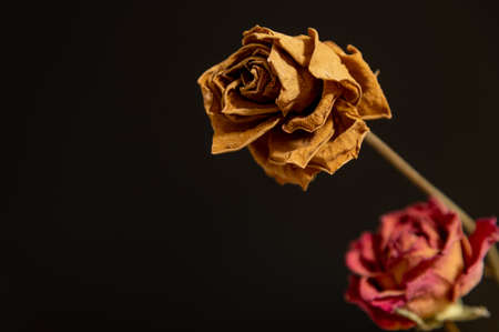 Dry roses on dark  backgroundの素材 [FY310188221800]