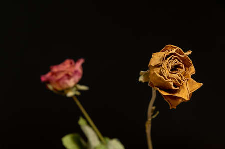 Dry roses on dark  backgroundの写真素材
