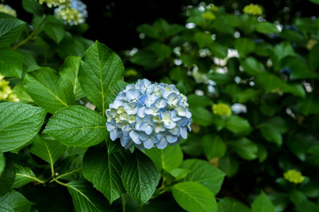Hydrangeas (June)