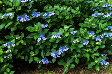 Hydrangea (June)