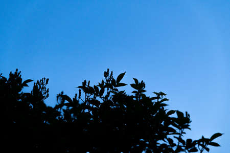 Rose buds in the evening