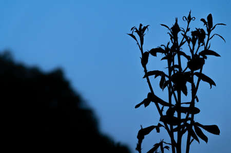 Rose buds in the eveningの写真素材