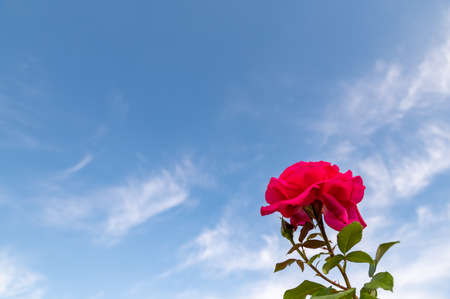 Red Rosesの写真素材