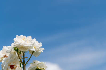 White Roseの写真素材