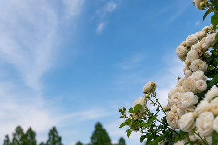White Roseの写真素材