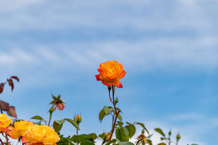Yellow roses