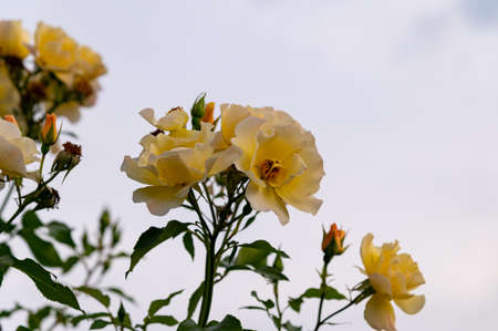 Yellow roses