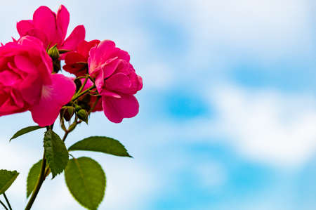 Pink Rosesの写真素材