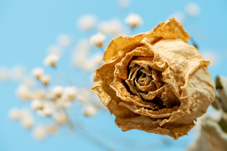 Dried flowers (roses, roses)