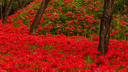 Amaryllisの写真素材