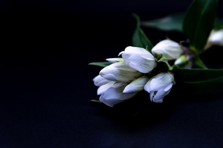 Gentianの写真素材