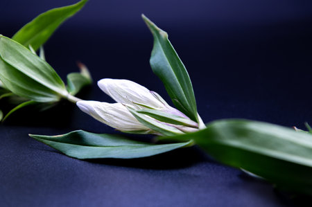 Gentianの写真素材