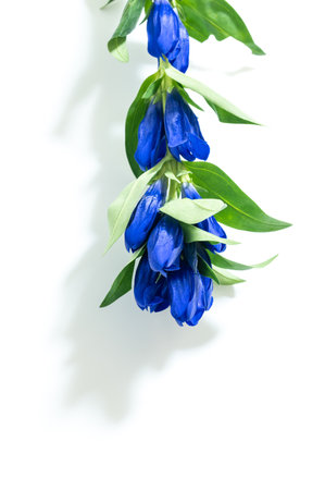 Gentianの写真素材