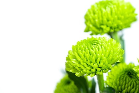 Spray chrysanthemum greenの写真素材