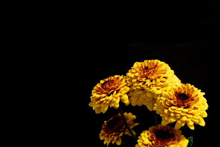 Spray Chrysanthemumの写真素材