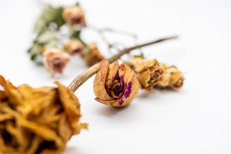 Dried roses on a white background. Dried rose petals.の写真素材