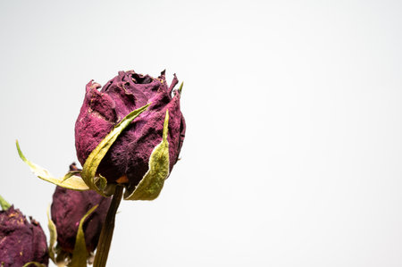 Dried roses on a white background with space for text, selective focusの写真素材
