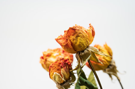 Dried roses on a white background. Shallow depth of field.の写真素材