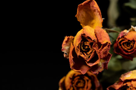Dried rosesの写真素材