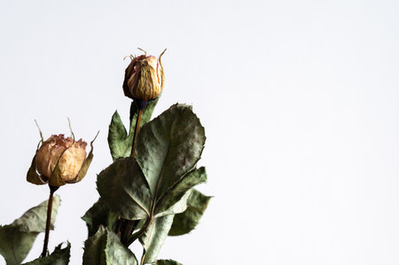 Dried roses on a white background. Shallow depth of field.の写真素材