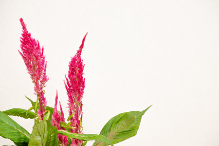 Celosia argentea flower on the white background.の写真素材