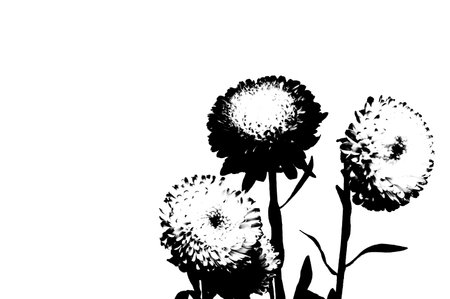 Aster flowers on a white background.の写真素材