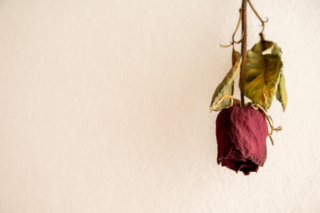 Dried rose on a white wall in the interior of the roomの写真素材