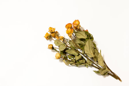 Dried roses on a white background. dried roses on a white backgroundの写真素材