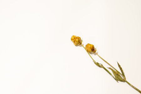 Dried cornflowers on a white background with copy space.の写真素材