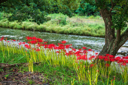 Red Amaryllis flowers blooming in the park,の写真素材