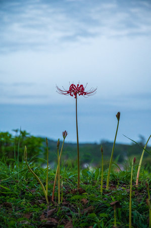 Red spider lily or Amaryllis flower on the nature backgroundの写真素材