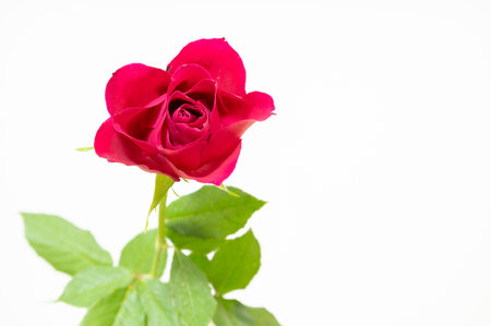 red rose isolated on white background for valentine's day.の写真素材