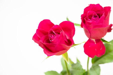 red rose isolated on white background, valentine's day conceptの写真素材