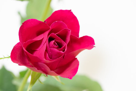 Red rose isolated on white background with copy space for your text.の写真素材