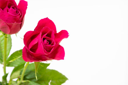red rose isolated on white background, valentine's day conceptの写真素材