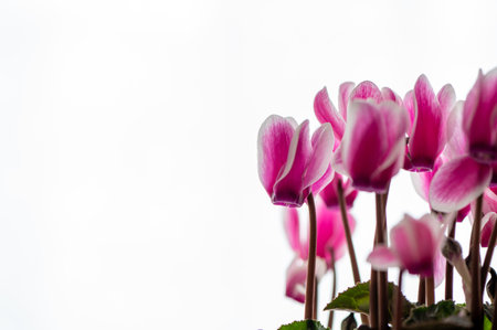 Pink cyclamen flowers isolated on white background, selective focus, copy spaceの写真素材