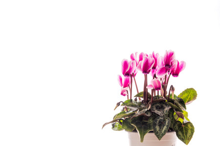 Pink cyclamen flowers in pot isolated on white background with copy spaceの写真素材