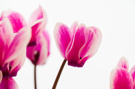 Pink cyclamen flowers isolated on white background, selective focus, shallow DOFの写真素材