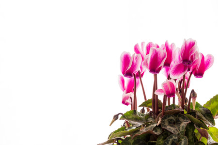 Pink cyclamen flowers isolated on white background with copy space for textの写真素材