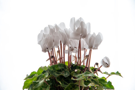 White cyclamen flowers isolated on white background. Cyclamen persicumの写真素材