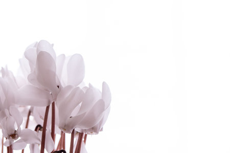 White cyclamen flowers isolated on white background. Copy space for text.の写真素材