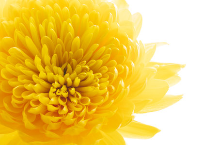 yellow chrysanthemum flower on white background. macro.の写真素材