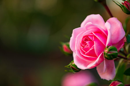 Beautiful pink rose flower in the garden. Shallow depth of field.の写真素材