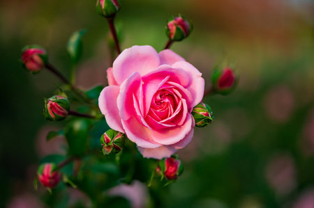 Beautiful pink rose in the garden. Soft focus and blurred background.の写真素材