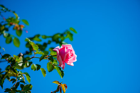 Pink rose on blue sky background. Nature background with copy space.の写真素材