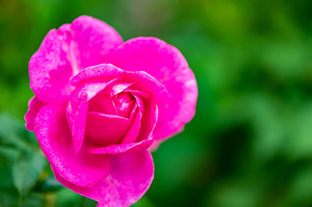Pink rose in the garden, Thailand. (Selective focus)の写真素材